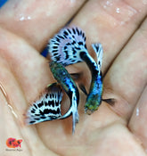 Fancy Purple Mosaic (Purple Ivory) Halfmoon Guppy